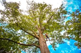 Best Tree Maintenance Programs  in Moriches, NY