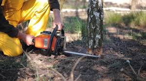 Best Root Management and Removal  in Moriches, NY